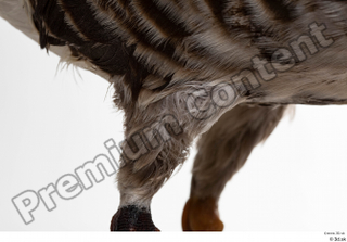 Greater white-fronted goose Anser albifrons leg 0011.jpg